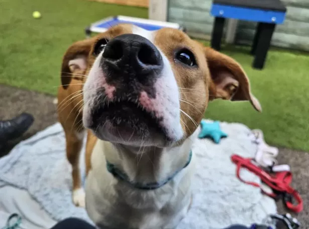 Nessa is looking for her forever home right now