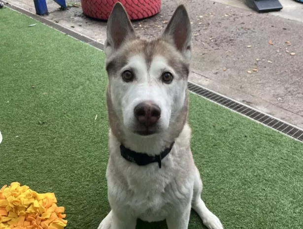 Peaches is looking for her forever home right now