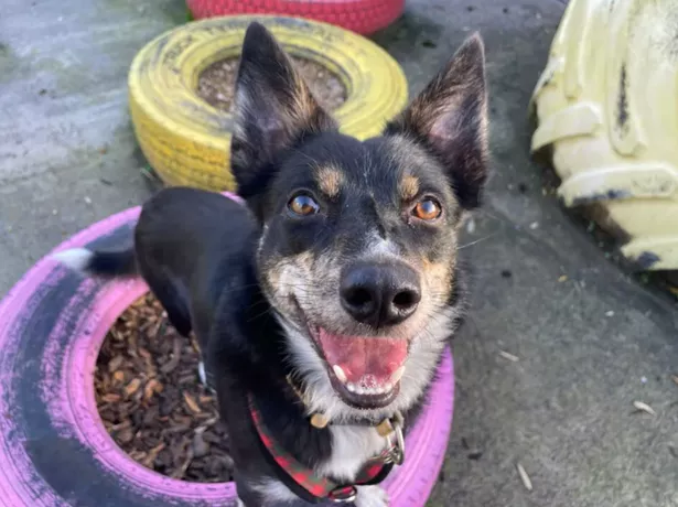 Peggy is looking for her forever home right now