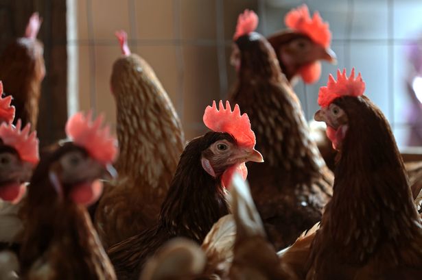 Chickens stand in a henhouse 