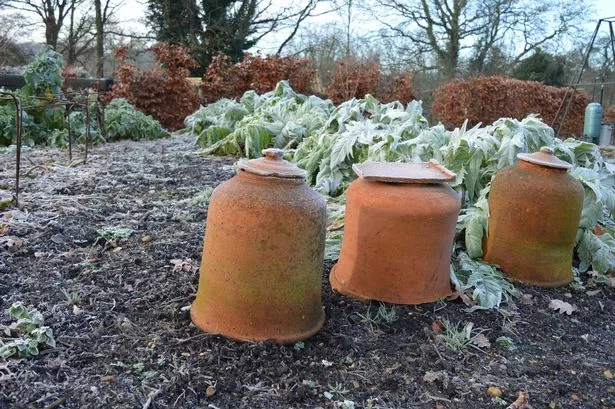 Frost covered rhubarb forcing pots in the winter