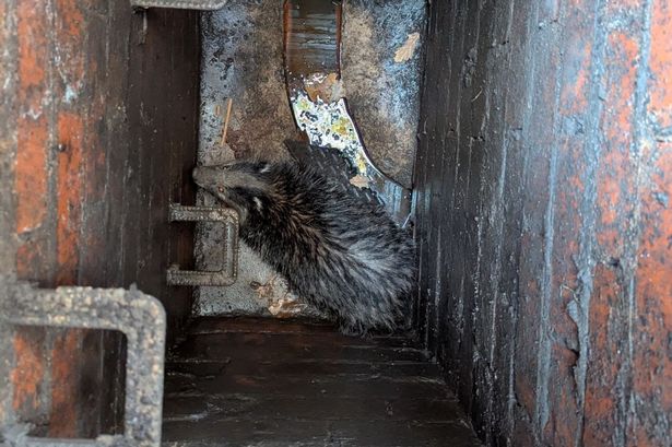A badger fell down a manhole in Colwyn Bay
