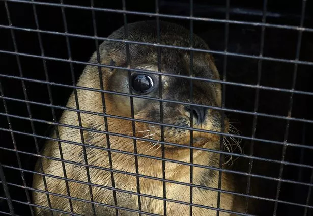 Popeye the common seal ahead of his release