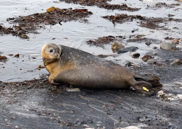 Popeye the common seal has a last look at those who helped him on his way