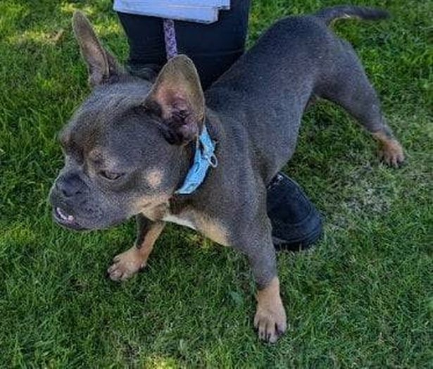 Nicolas Bailey Parker has been banned from keeping animals for life after four French bulldogs were found starve in a filthy and mould-infested home