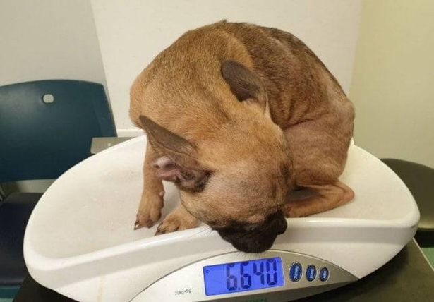Nicolas Bailey Parker has been banned from keeping animals for life after four French bulldogs were found starve in a filthy and mould-infested home
