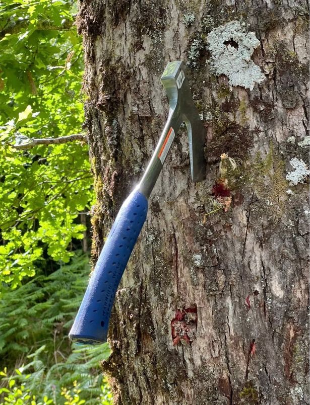 Colt launched the axe through a tree following the terrifying ordeal