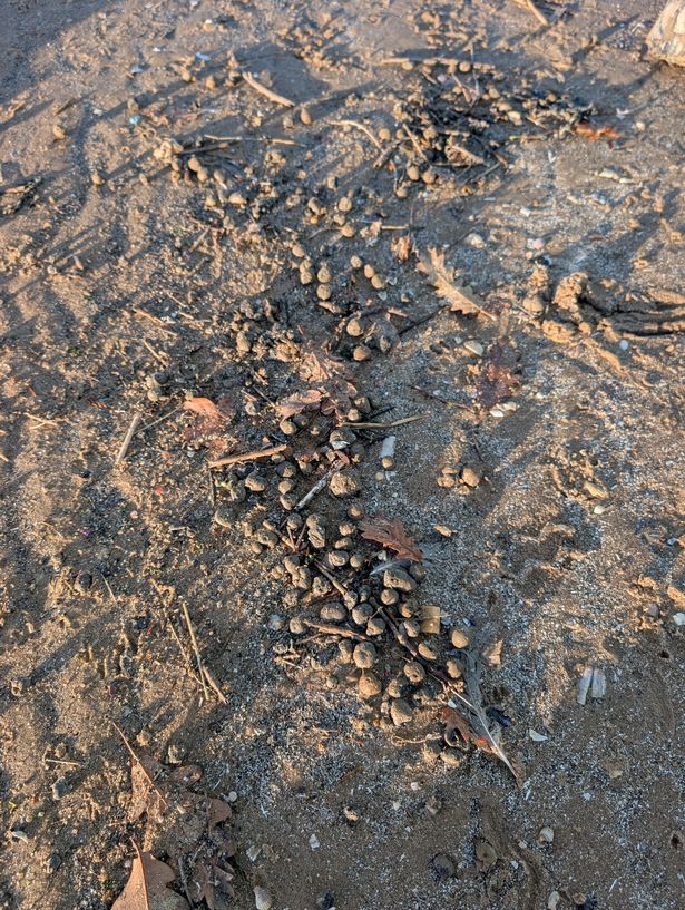 The small balls washed up on New Brighton beach