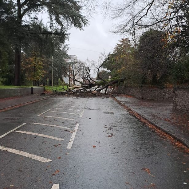A tree is down in Stream Road in Kingwinsford in the Dudley borough