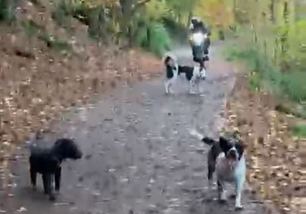 The moment a motobike being ridden by two teenagers, illegally, on the Blaise estate in north Bristol, approaches dogs being walked by Siobhan Kennedy-Hall. She had to take refuge with her dogs in the nearby Trym river to stay out of the way of the bikers