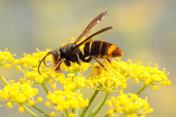the Asian hornet