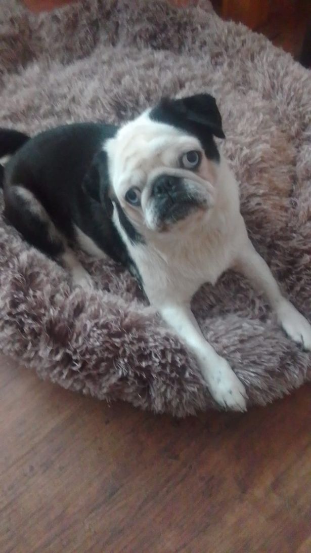 Keith's 'panda pug', who sadly died this month. 