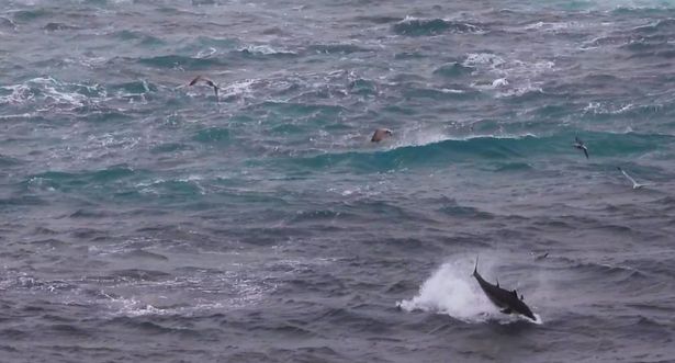 Stills from Jon Vanags' video showing a tuna feeding frenzy off Land's End