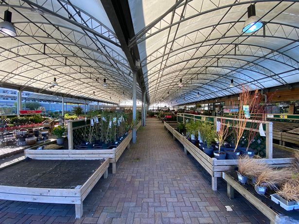 Plants in the outdoor section of Dobbies