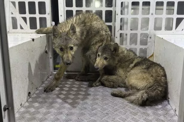 Two of the animals seized by police after being found wandering the streets