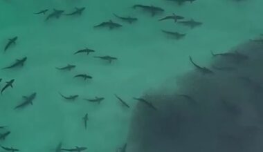 'Hundreds' of sharks were spotted in a feeding frenzy close to shore at Moreton Island, off the coast of Queensland