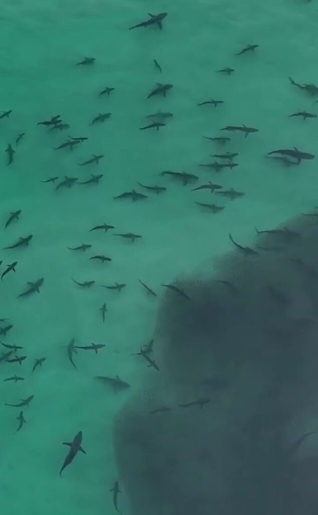'Hundreds' of sharks were spotted in a feeding frenzy close to shore at Moreton Island, off the coast of Queensland