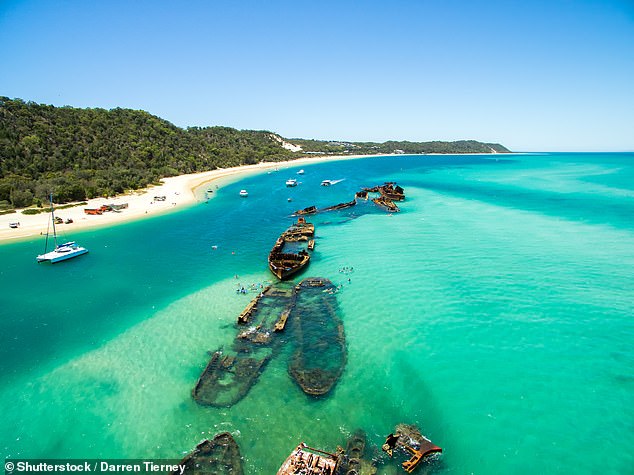 The protected waters around Moreton Island (pictured) is home to a vast array of sea life including bull sharks, whaler sharks and hammerheads