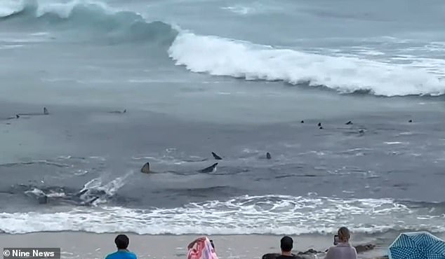 It comes just two weeks after dozens of sharks were seen thrashing in ankle-deep water during a feeding frenzy at a popular surf break on the Gold Coast (pictured)