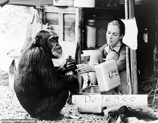Goodall and chimpanzee 'David Greybeard' in 1965