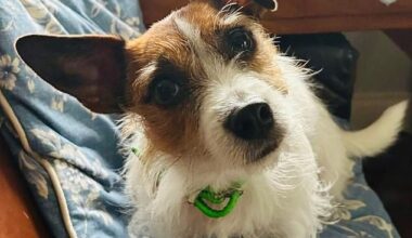 Two-year-old Jack Russell terrier Maud waiting patiently for a walk in Tom Parker Bowles’ office