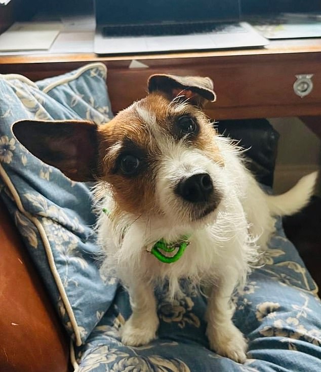 Two-year-old Jack Russell terrier Maud waiting patiently for a walk in Tom Parker Bowles’ office