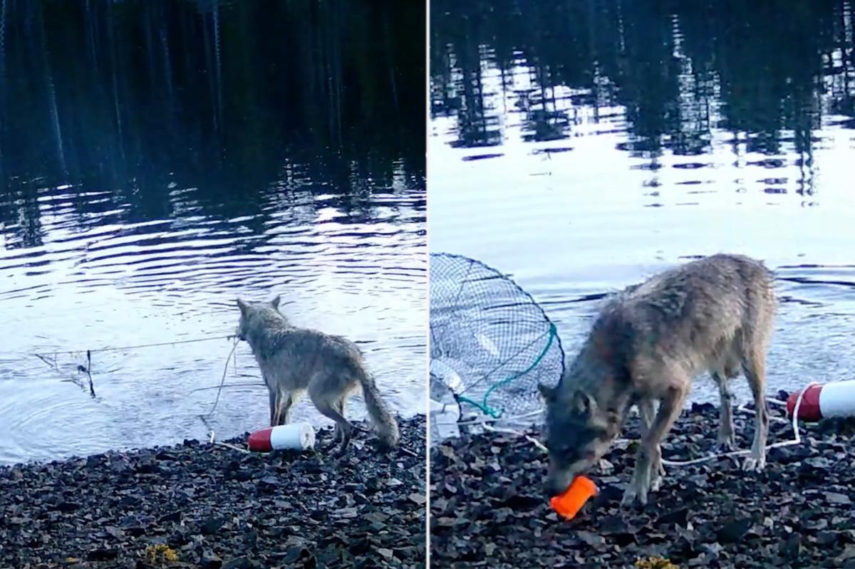 Wolf filmed using tools 'exactly the way humans do it' in possible wildlife breakthrough: expert