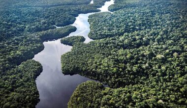 Germany promises support for Brazil's tropical forest protection scheme at UN climate talks