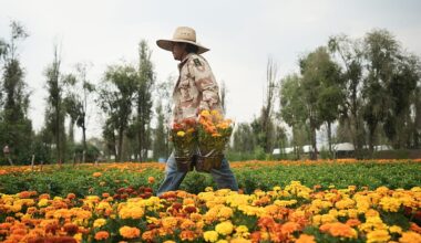 This orange flower cloaks Mexico during Day of the Dead. Climate change is putting it at risk