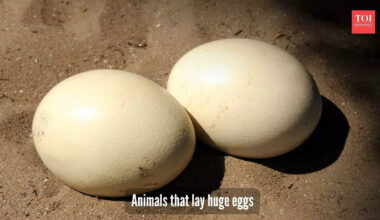 5 animals that lay massive eggs