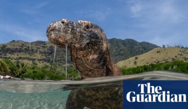 Nature inFocus photography competition 2025: flamingos, foxes and a chilled out chimp - The Guardian