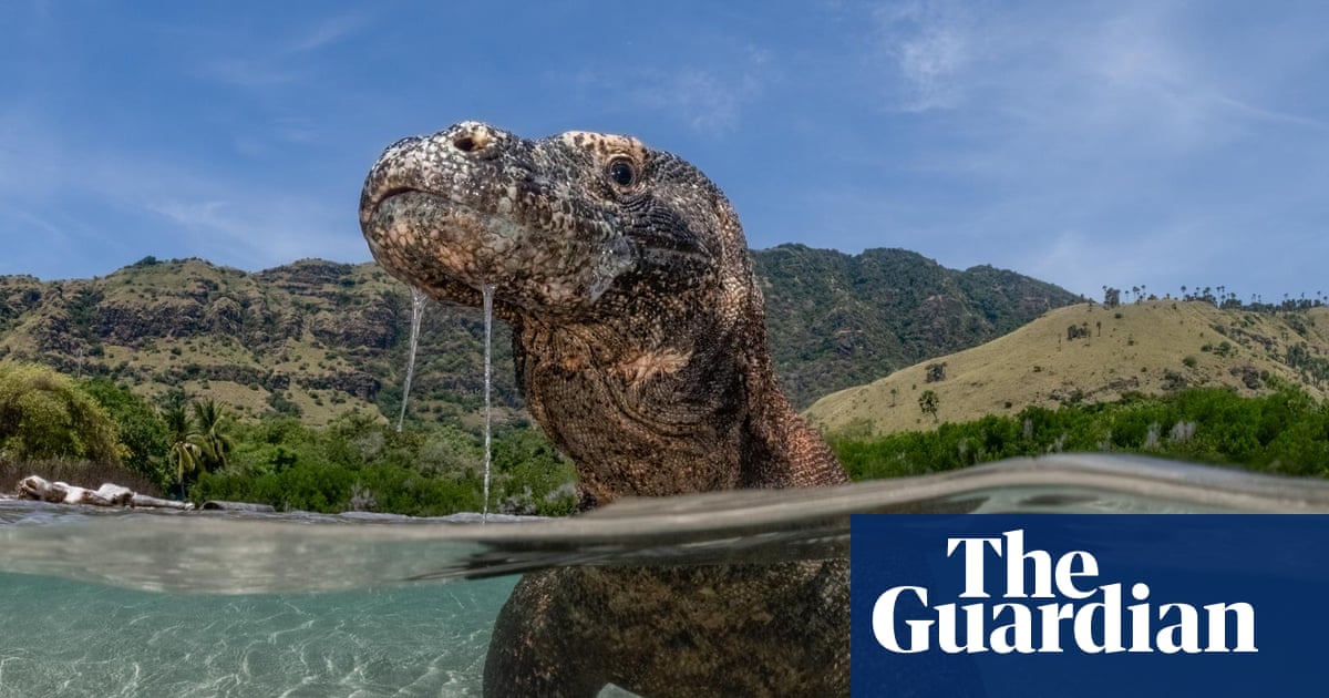 Nature inFocus photography competition 2025: flamingos, foxes and a chilled out chimp - The Guardian