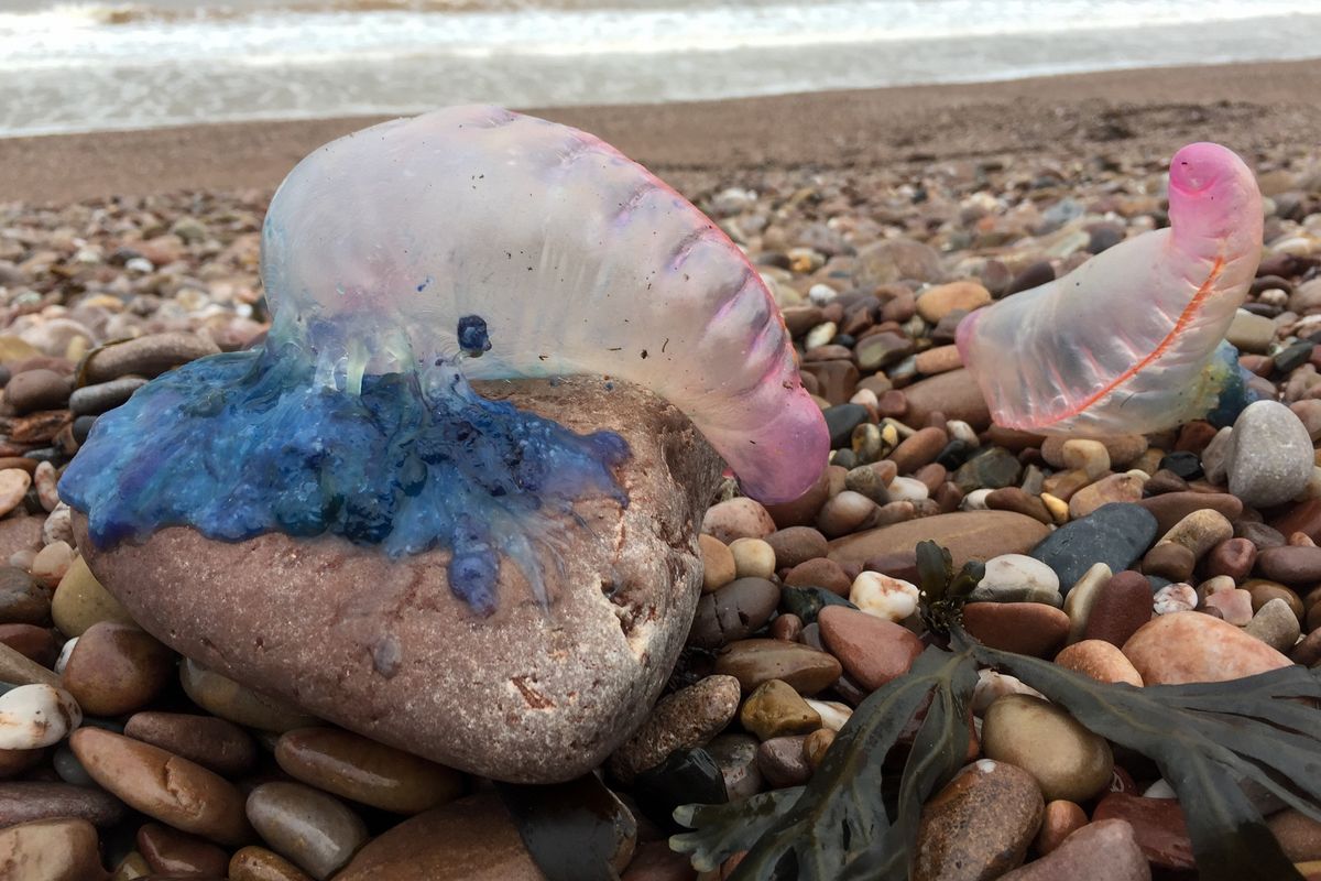 Portuguese Man O' War jellyfish