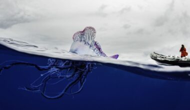 World’s most dangerous jellyfish washes up on popular British beach as urgent warning issued