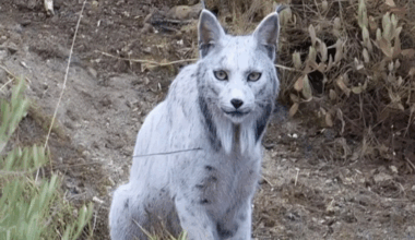 World’s first-ever white Iberian lynx spotted in Spain, picture wows the internet: ‘Just look at its eyes’