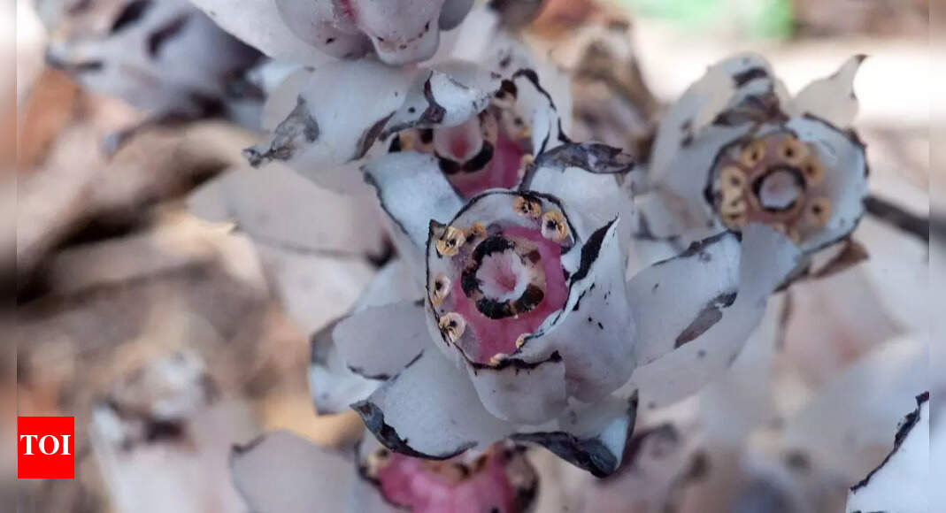 Ghost flower: The unusual plant that heals pain and anxiety; rediscovered by the internet |