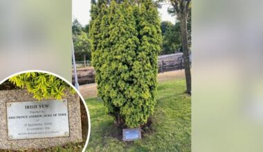 NIO washes hands of fate of tree planted by the disgraced royal Andrew