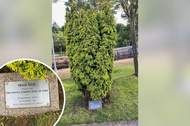 NIO washes hands of fate of tree planted by the disgraced royal Andrew