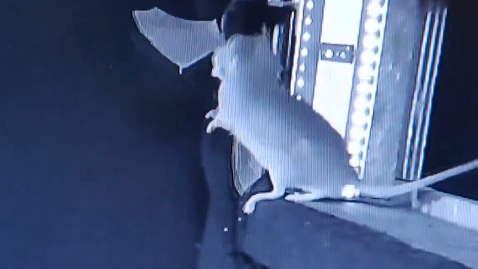 A rat eating a bat it has caught