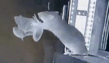 Pandemic fears as rats seen eating 'diseased' bats for very first time