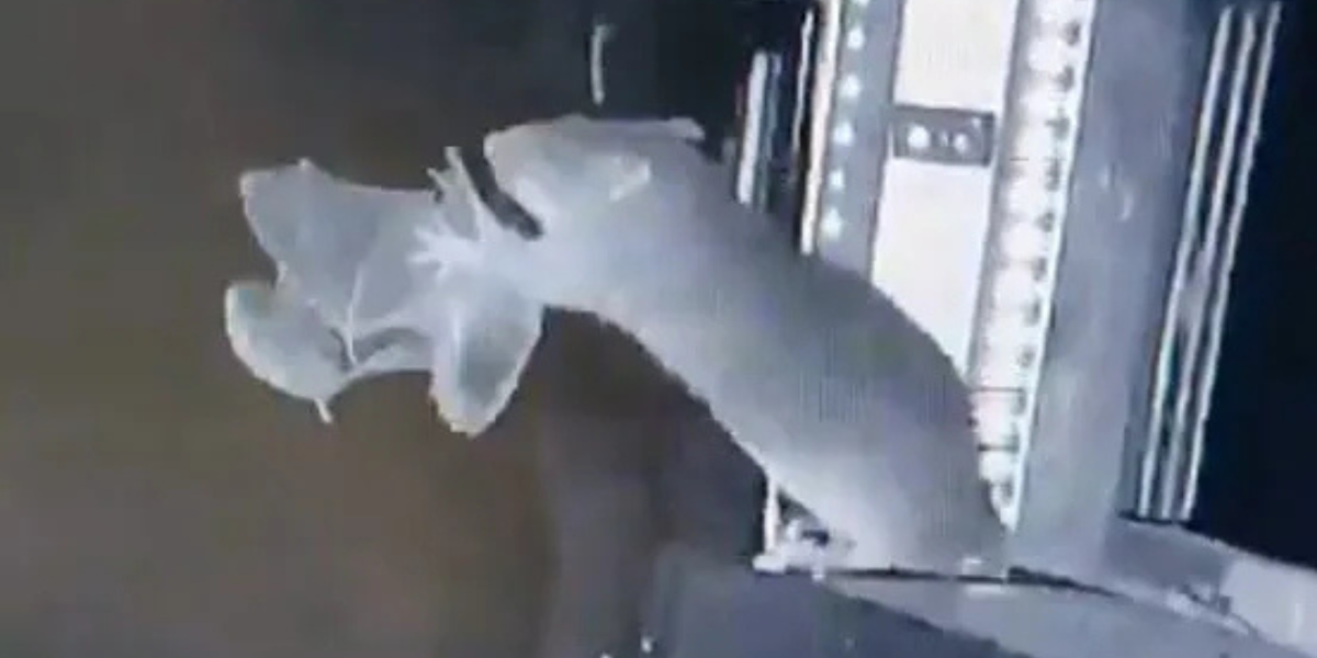 Pandemic fears as rats seen eating 'diseased' bats for very first time