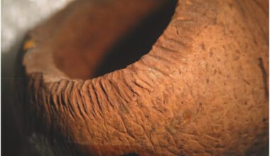 Invasive rats, not just humans, may be to blame