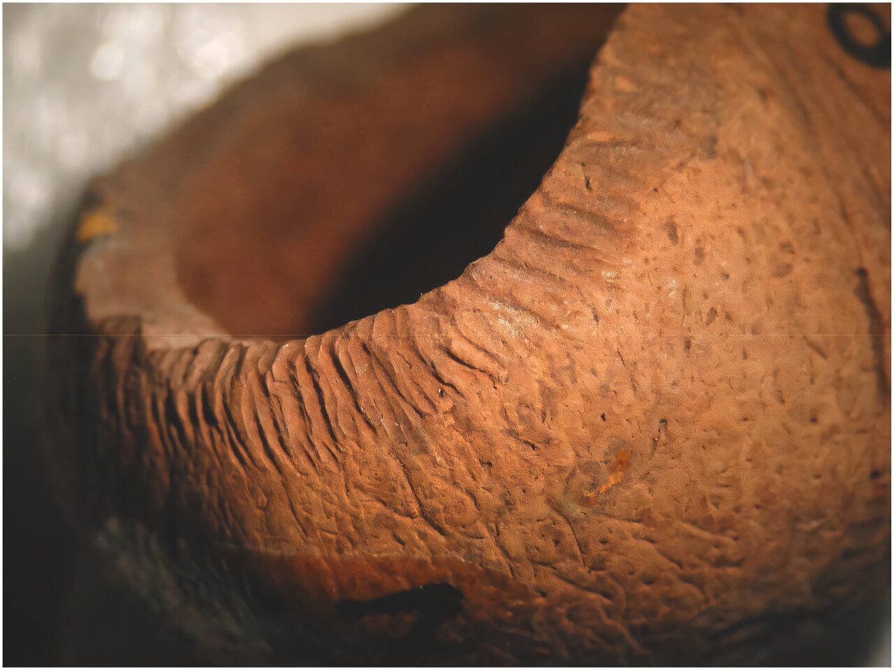 Invasive rats, not just humans, may be to blame