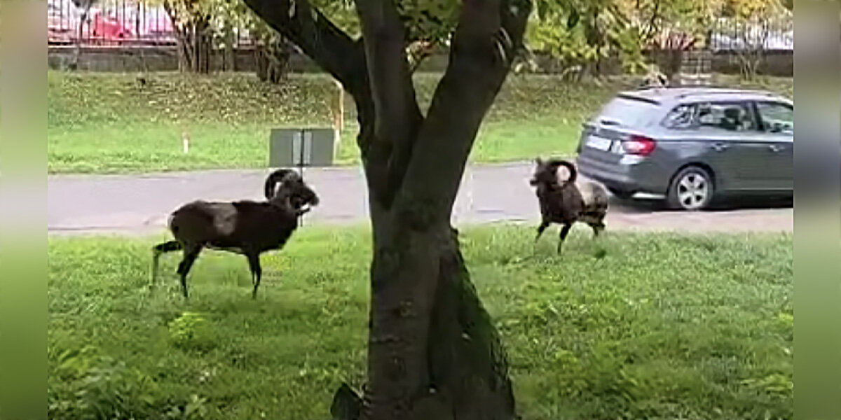 Hospital Visitor Witnesses A Wild Showdown Right Outside Building
