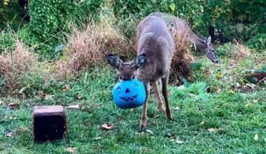 Community Rallies To Save Deer With Bucket Stuck On Head — Then A Miracle Happens