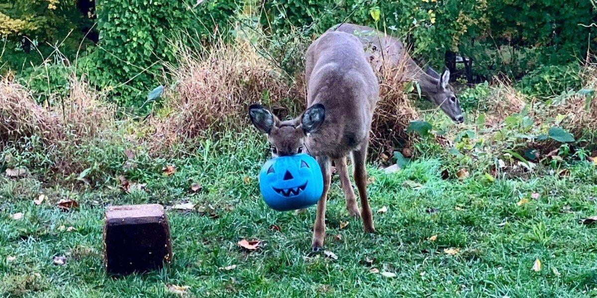 Community Rallies To Save Deer With Bucket Stuck On Head — Then A Miracle Happens