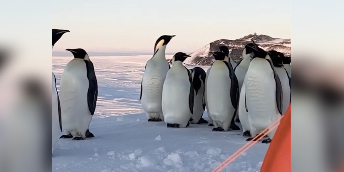 Penguins Crash Air Force Training in Antarctica — And The Video Is Adorable