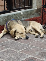 Oppo Find X9 Pro - 70mm f/2.1 telephoto - f/2.1, ISO 250, 1/100s - Oppo Find X9 Pro camera samples from Mexico