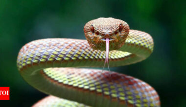 Why snakes flick their tongues so often: Hunting prey and finding potential mates |