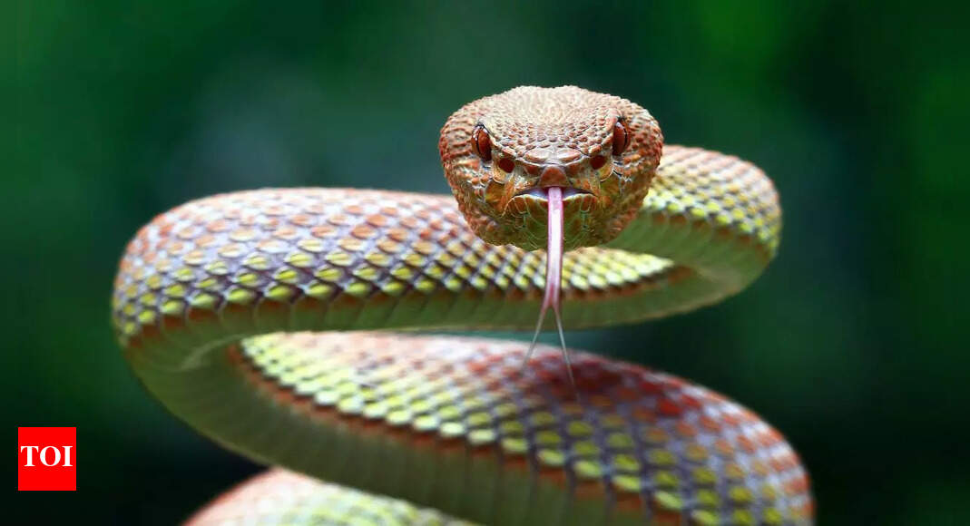 Why snakes flick their tongues so often: Hunting prey and finding potential mates |